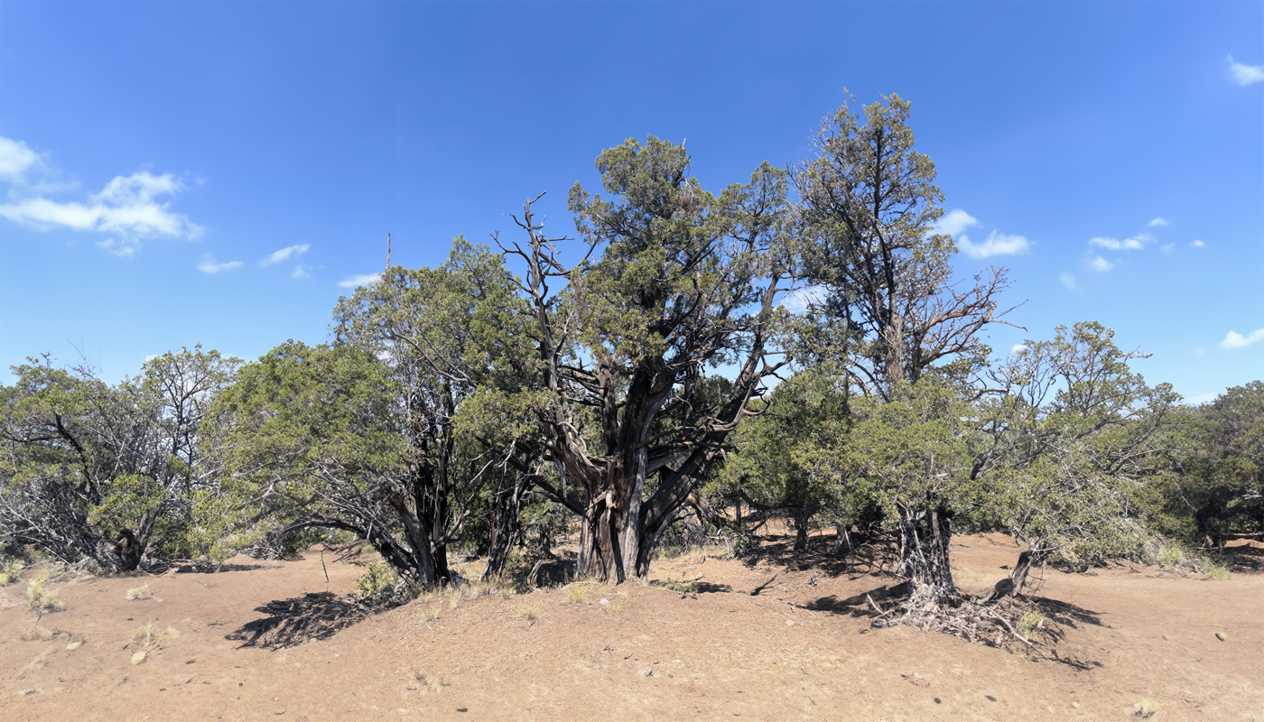 The big juniper