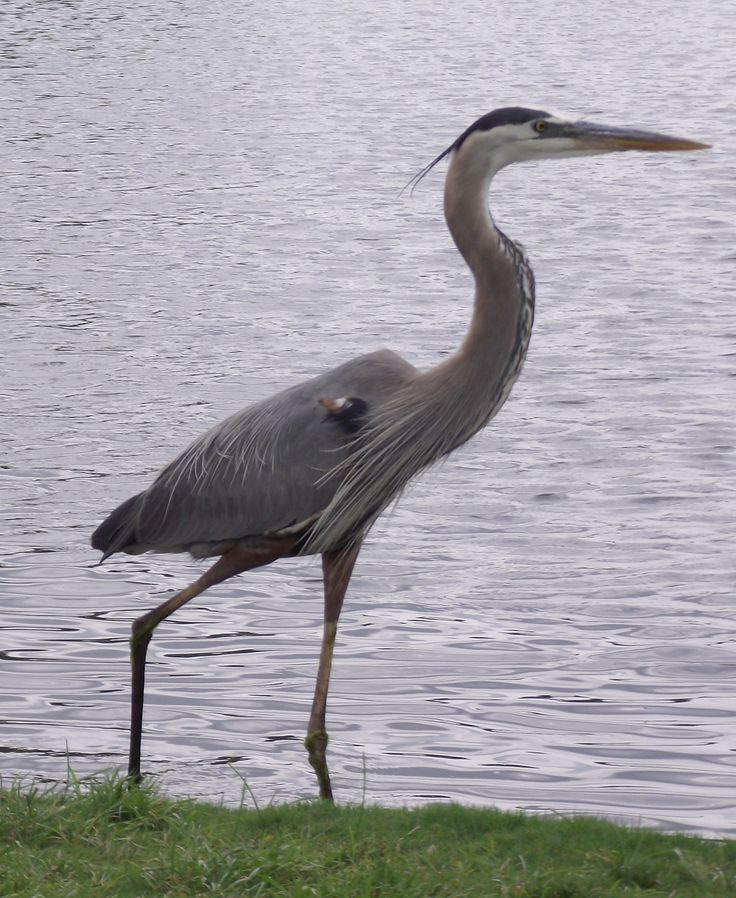 The heron on the Animas