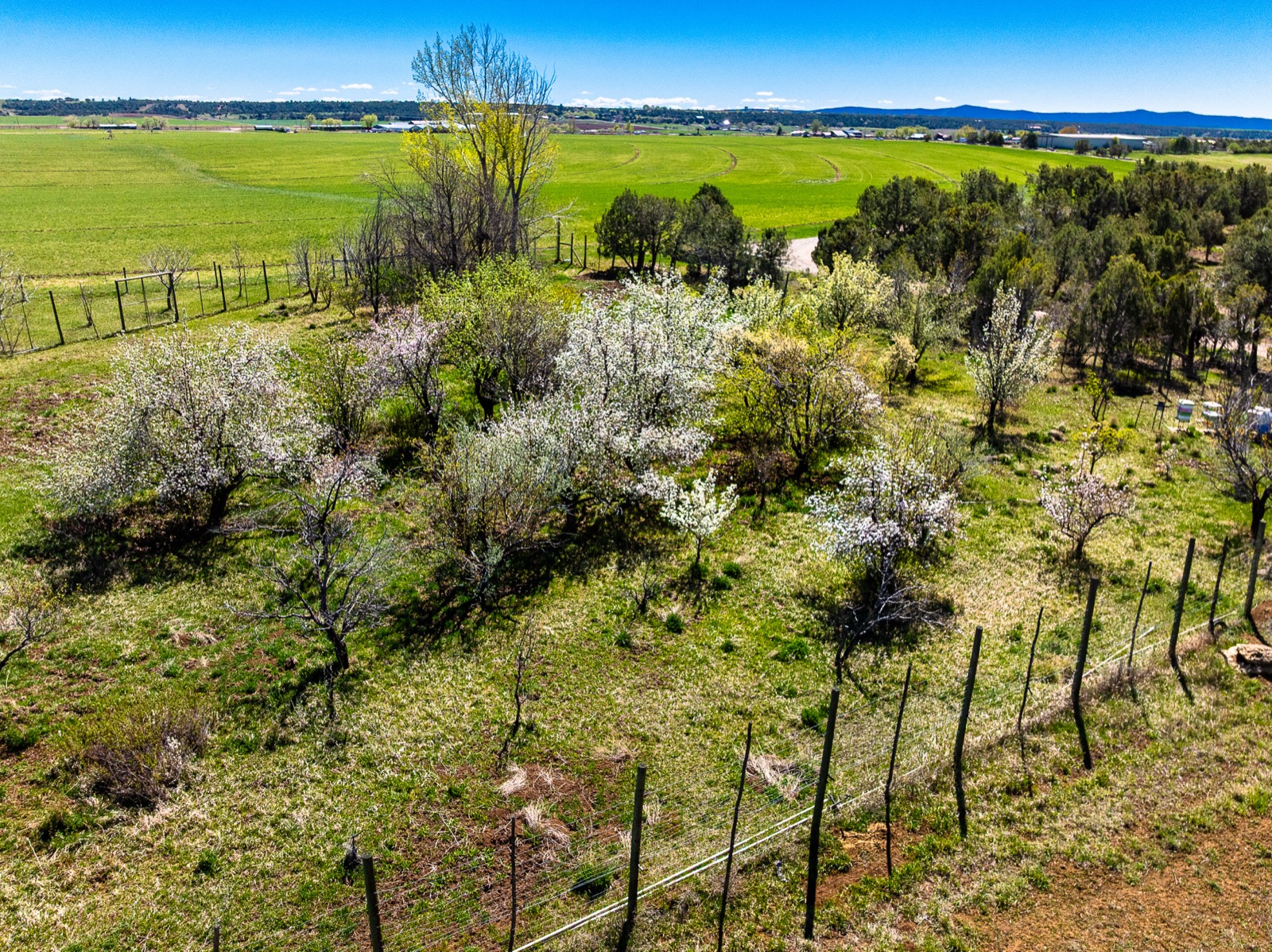 The orchard in spring
